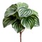 Allstate Variegated Peperomia Watermelon Leaf Artificial Spray - 9" - Green